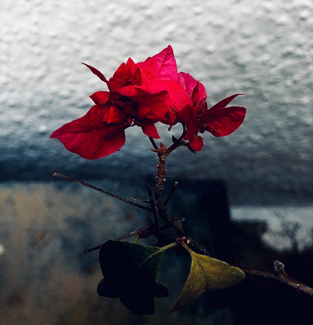 image of a blooming bougainvillea rising from the blues