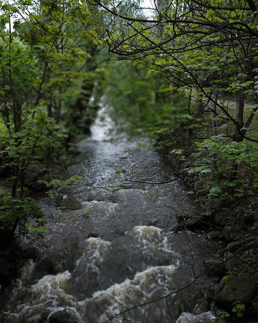 Photo of a swollen rivulet with water rushing. The scene is quite dark, it is obviously an overcast, rainy day. Around the rivulet are green trees with dark trunks. The picture is in sharp focus only on some leaves in the middle ground.