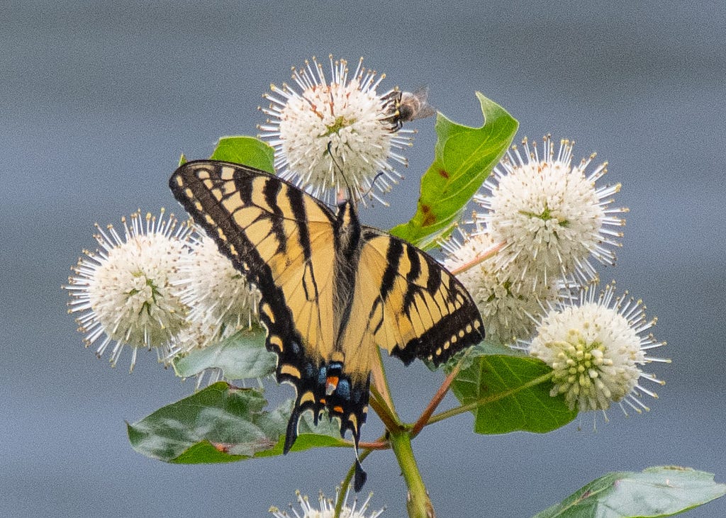 Tiger Swallowtail on Buttonbush