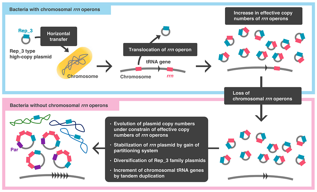 Evolutionary model of bacteria without chromosomal rrn opersons. Source