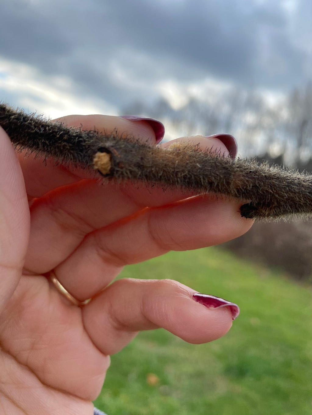 Closer look at the fuzz on the branches. Photo taken by Cassie Romero