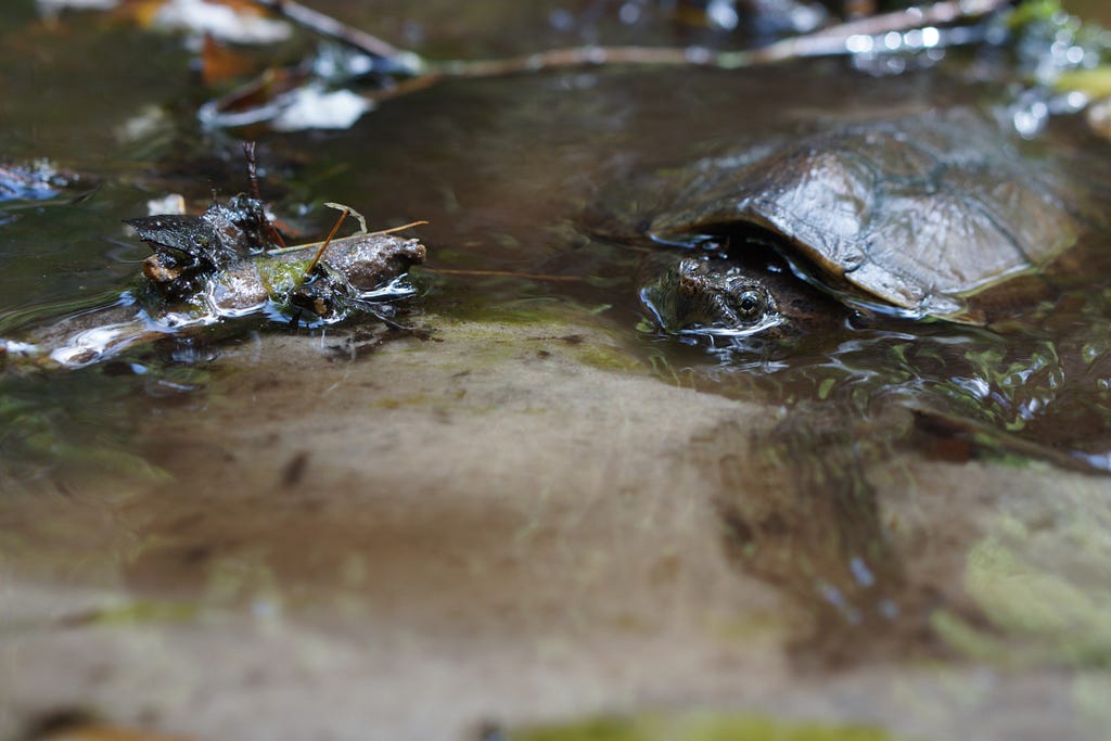 Snapping turtle’s pointed snout, eyes and shell sit above the water with the rest the body submerged