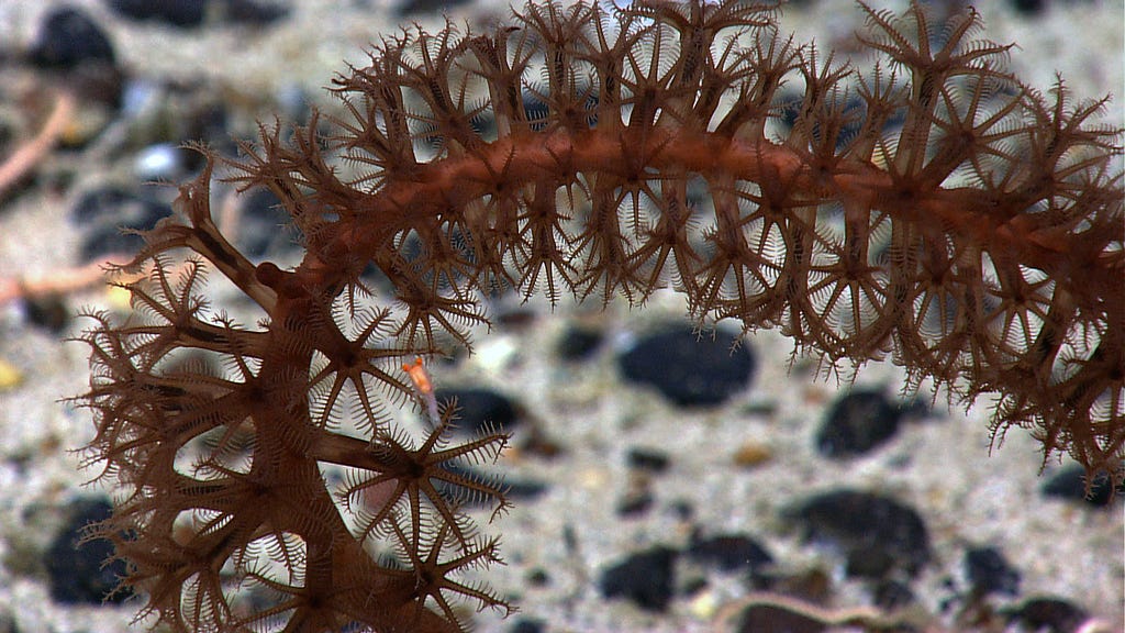 Close-up of bamboo coral polyps, with tentacles extended