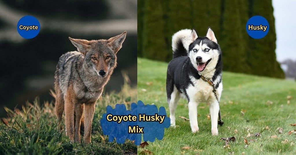coyote husky mix