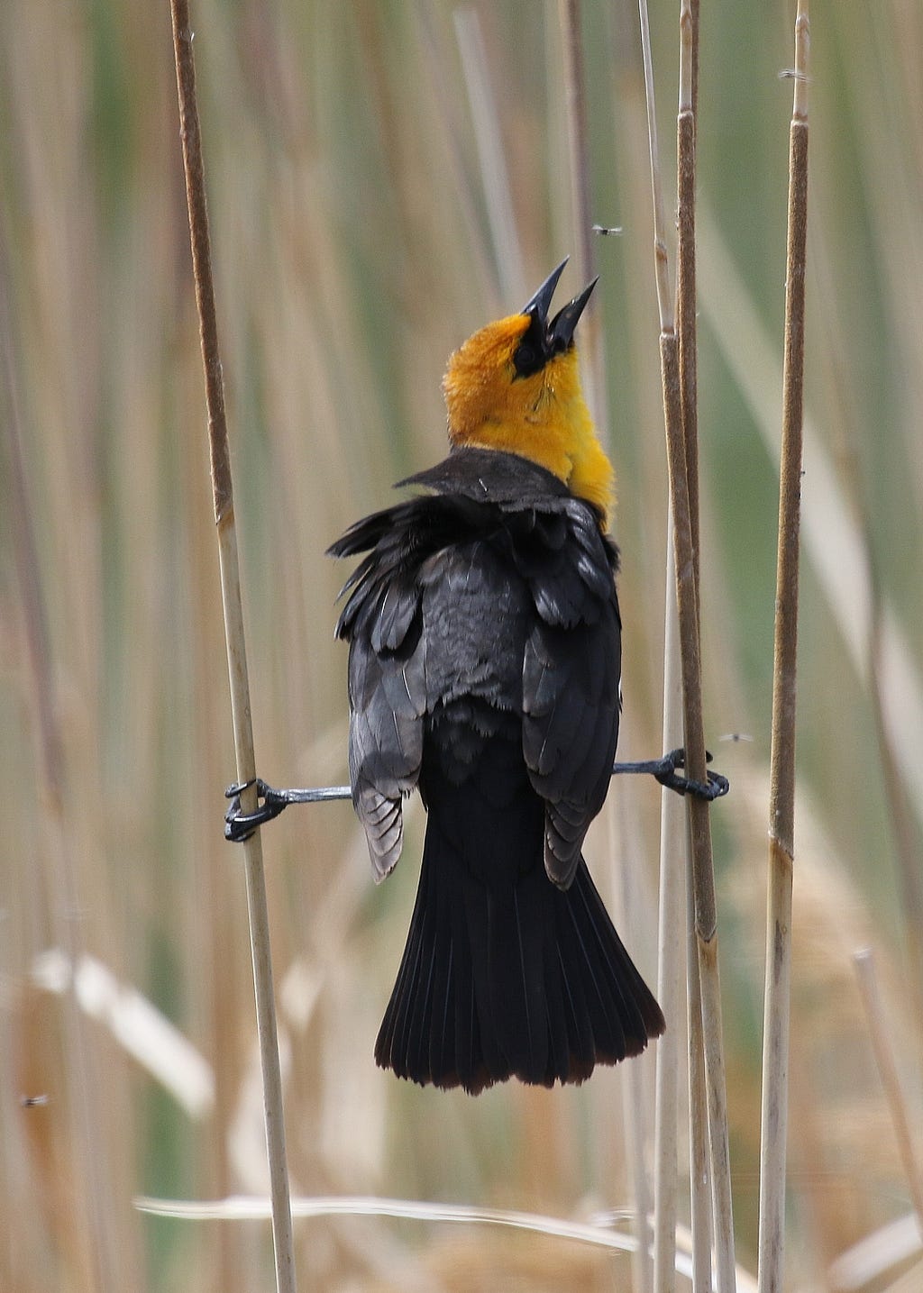 Bird with black body feathers and yellow head feathers with its legs spread and each holding onto vegetation