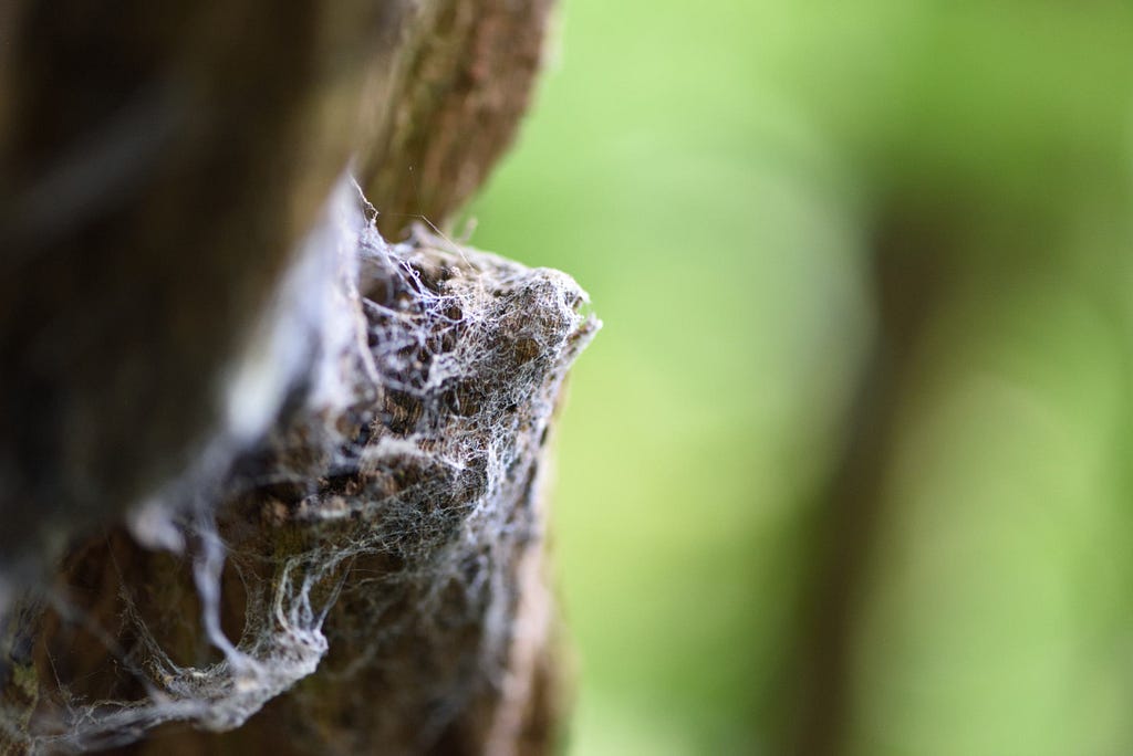 An image I didn’t initially include in my selection: cobwebs on a tree trunk. Exported from NX Studio with the in-camera settings and exposure compensation dialed up a bit. Oberhausen, Germany, September 29, 2023.