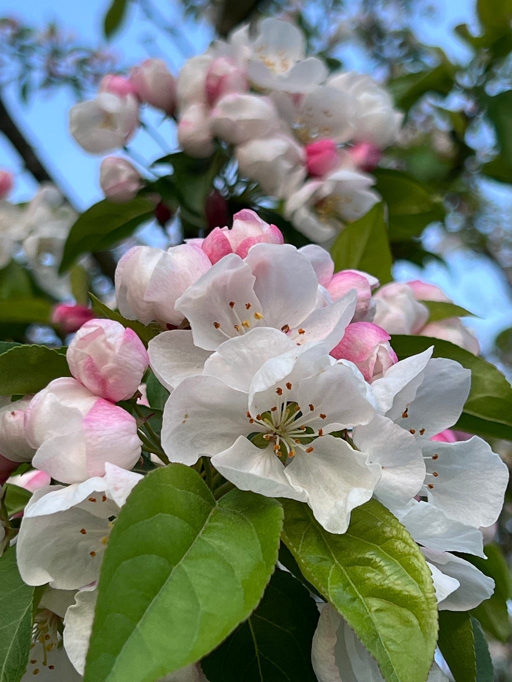 White crabapple blossoms tinged with pink, open and opening.