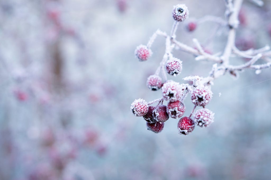 Close up photograph of red berries on a branch covered in frost.