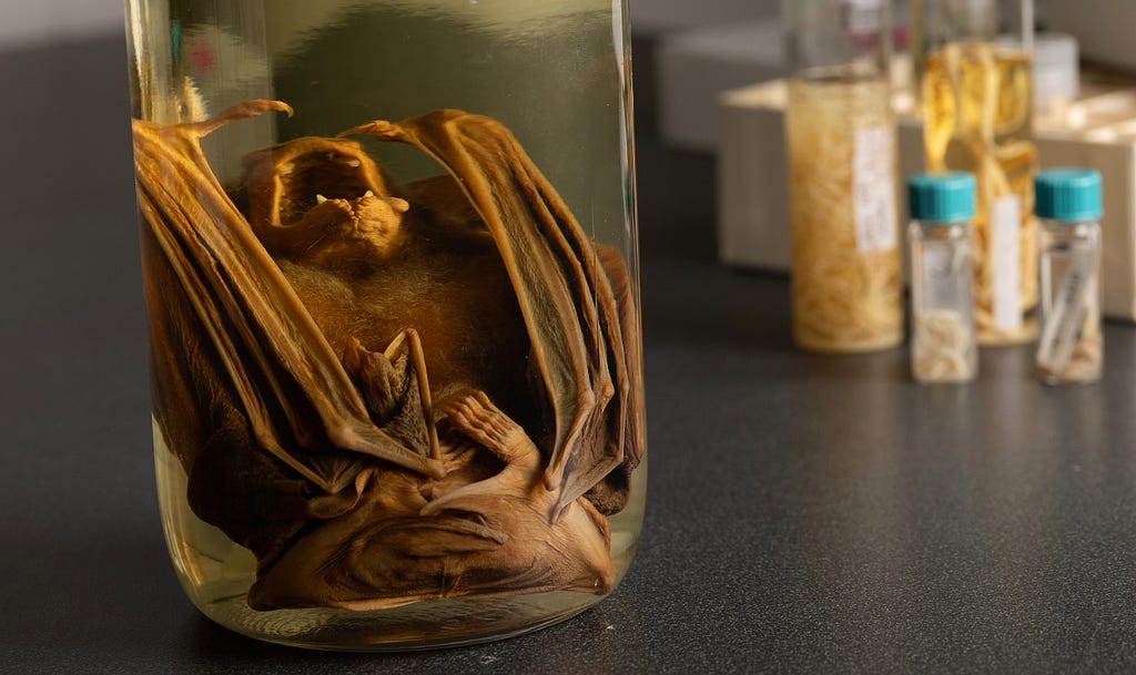 A vampire bat specimen in a jar.