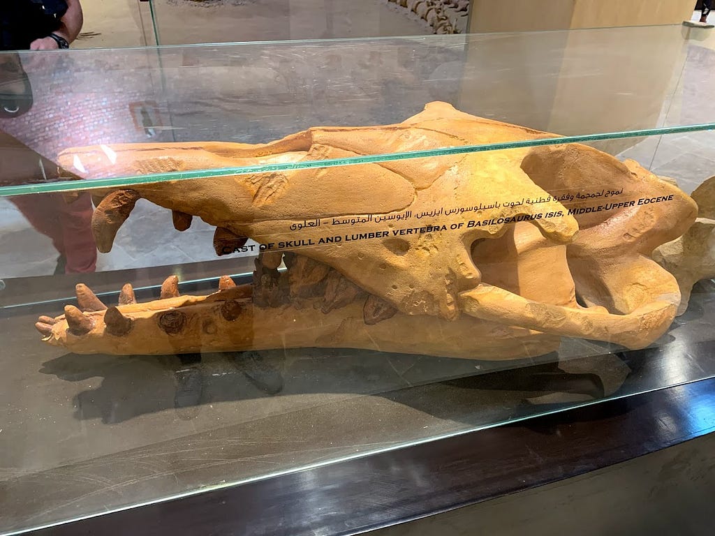 A skeleton of a whale in glass display