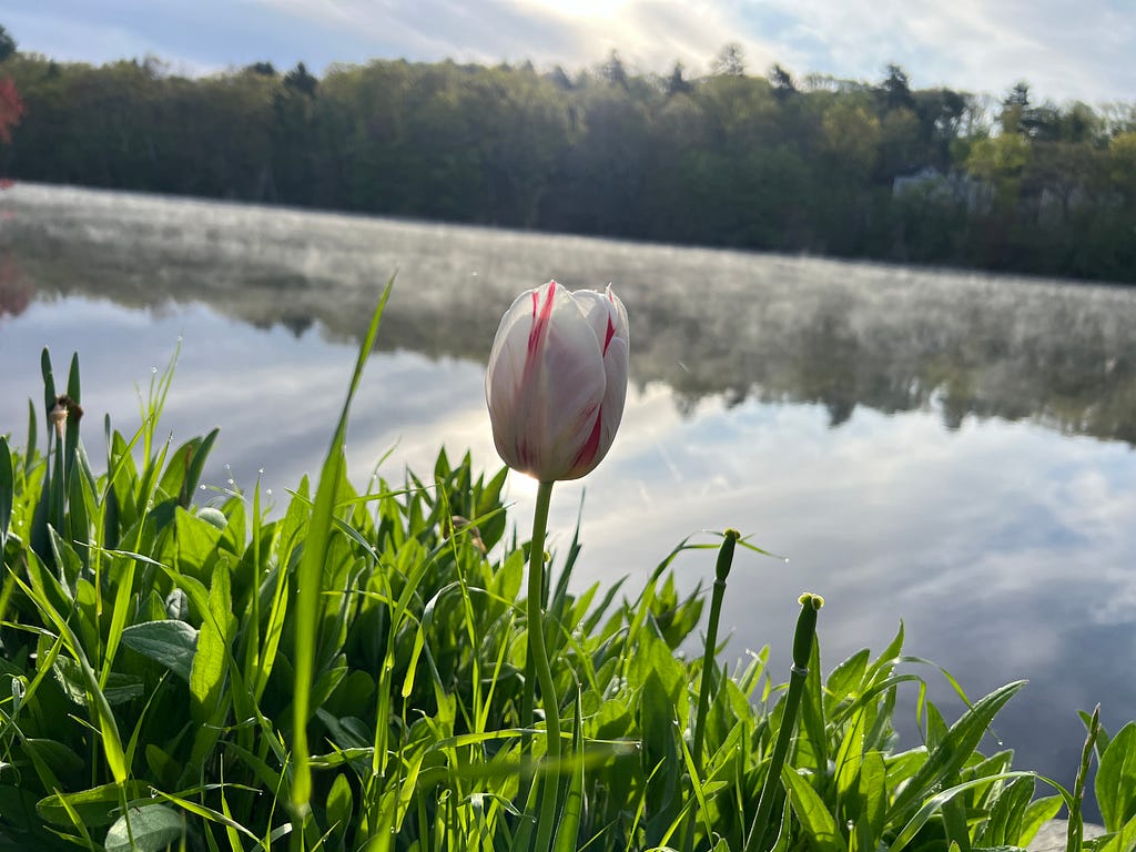 An early morning photo of a white and red Tulip in front of a body of water that is reflecting the forest behind it.