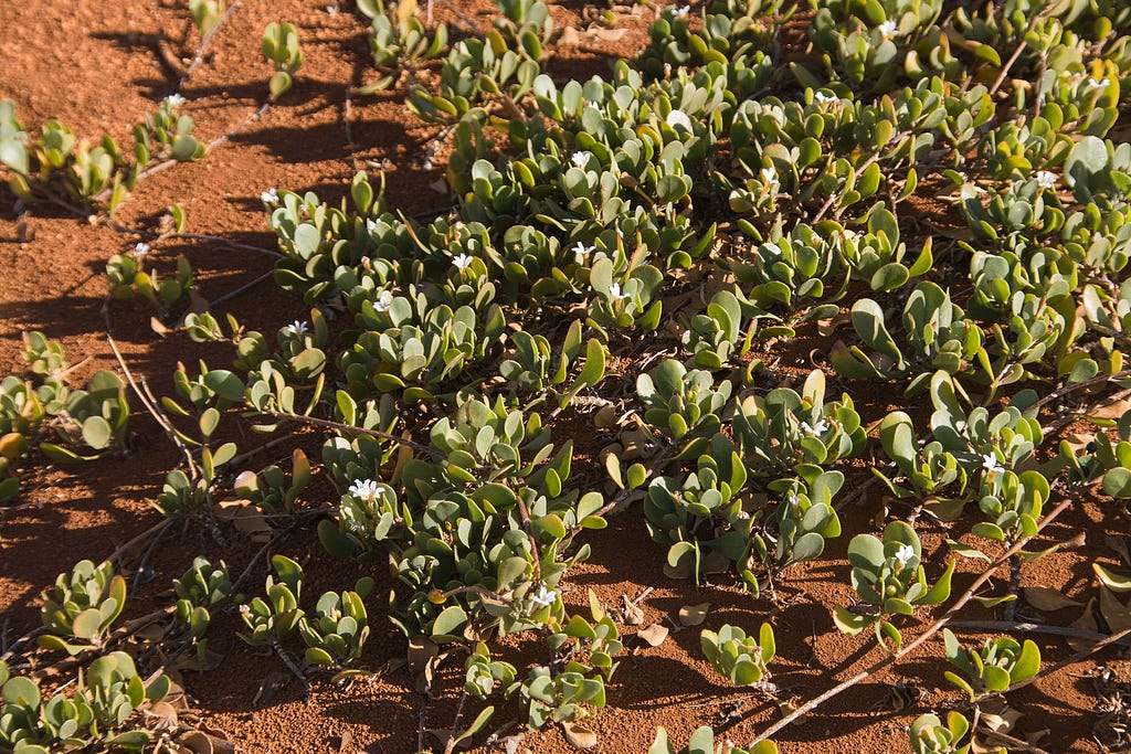 Naupaka papa (Scaevola coriacea, dwarf naupaka) plant on red dirt.