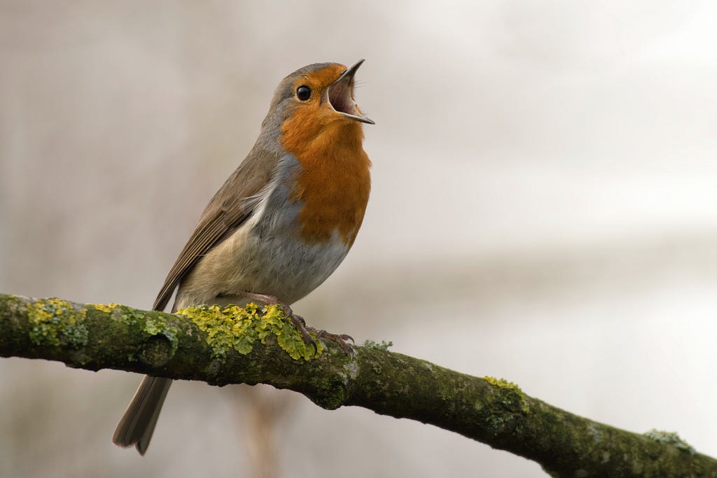 European robin singing with open mouth on branch.