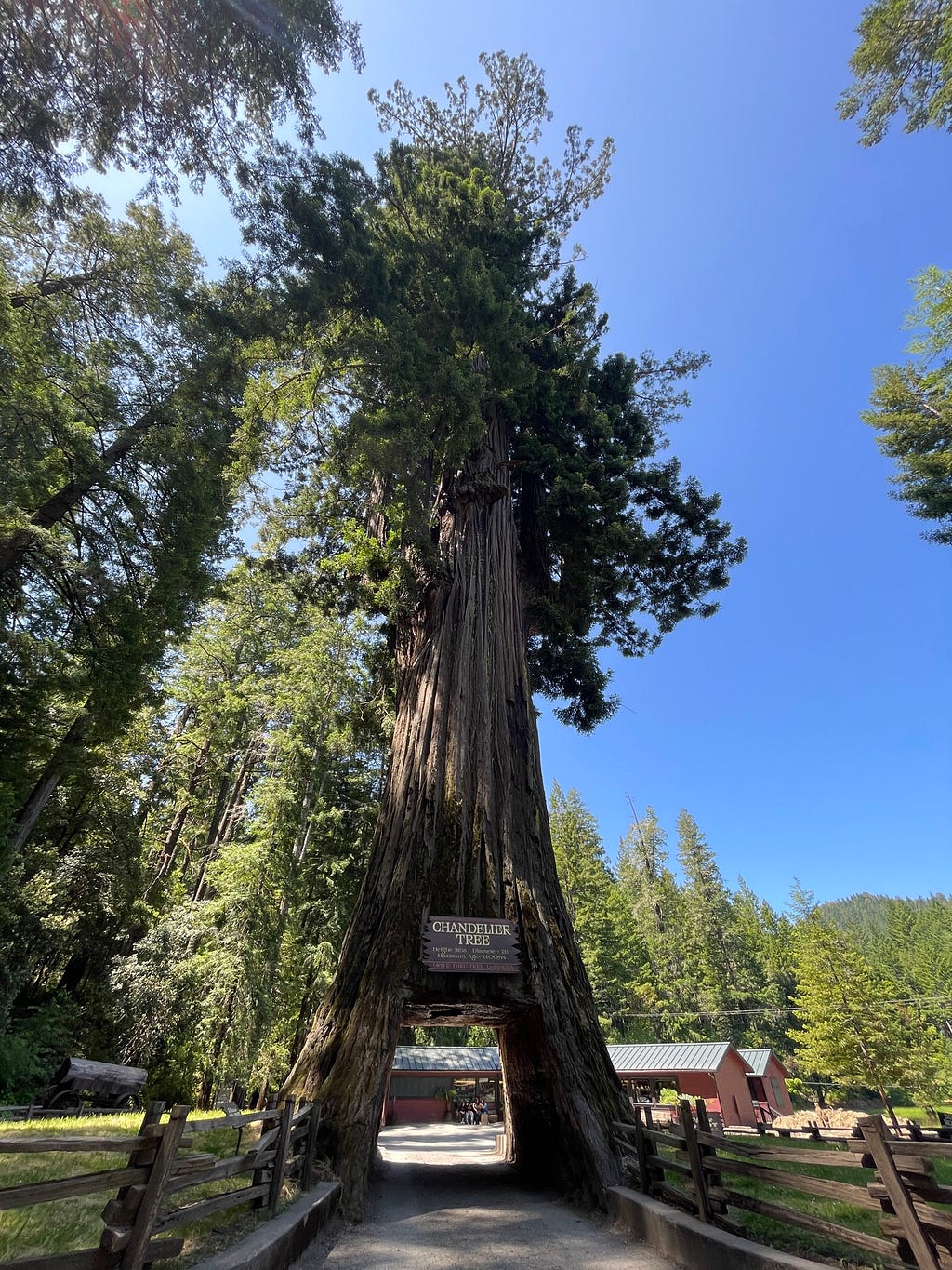 Chandelier Tree — The drive-through tree