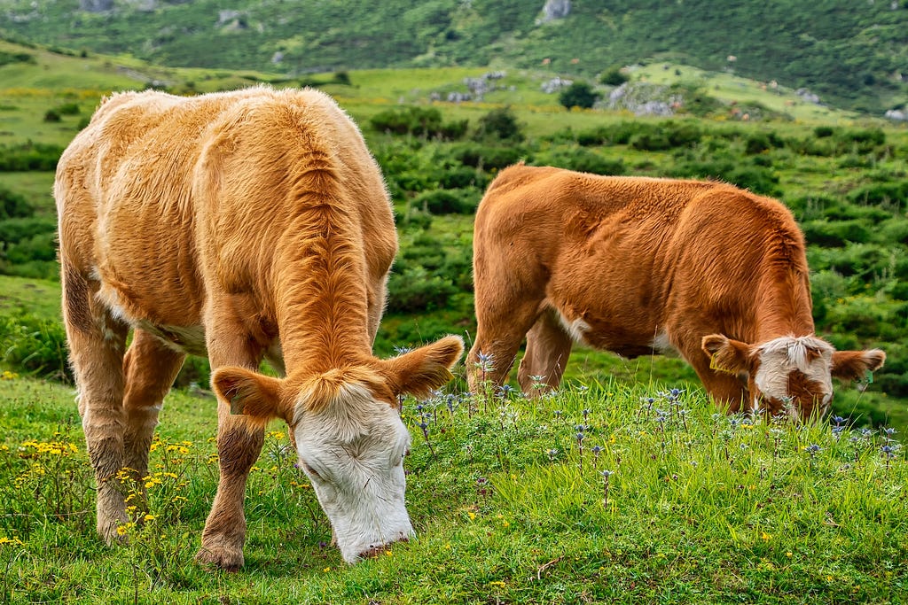 Cows eating grass.