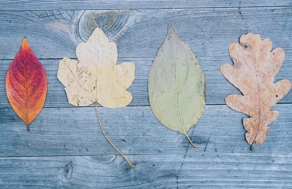 Autumn leaves in different colours and shapes