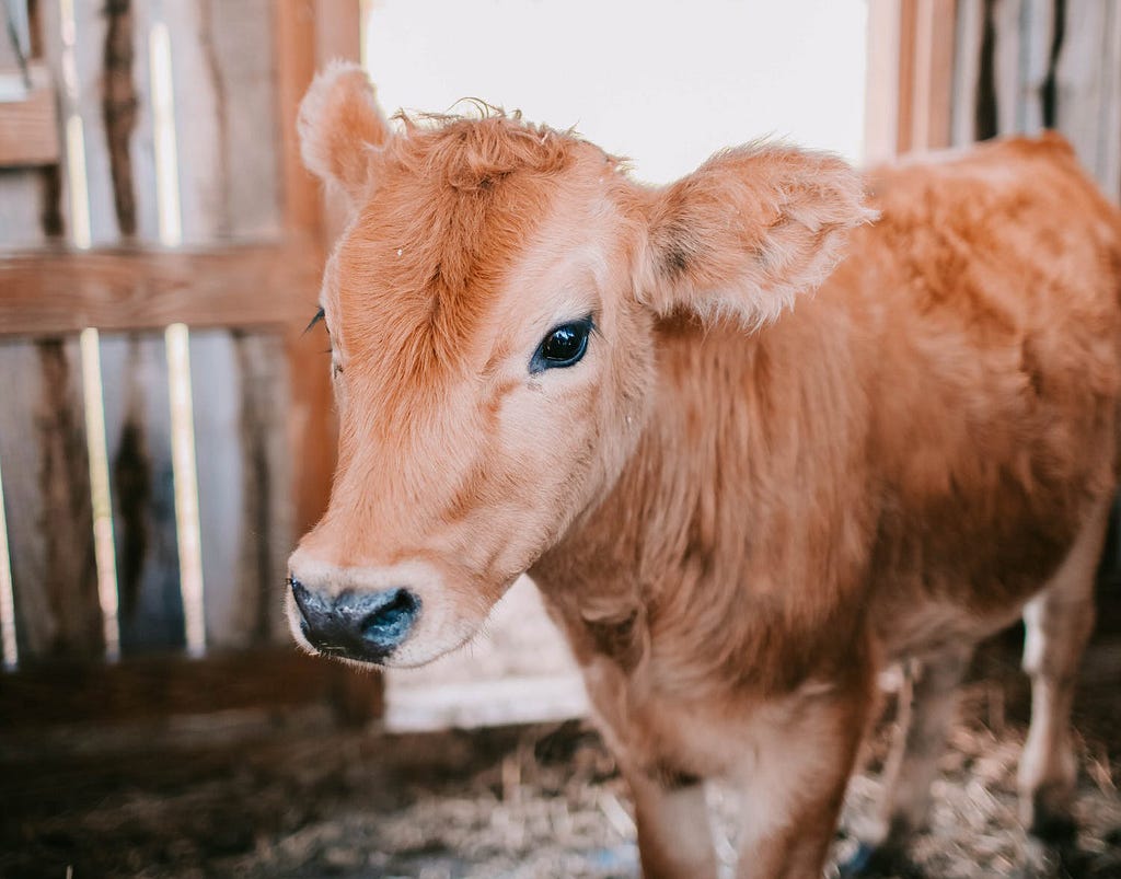 Cow at a farm