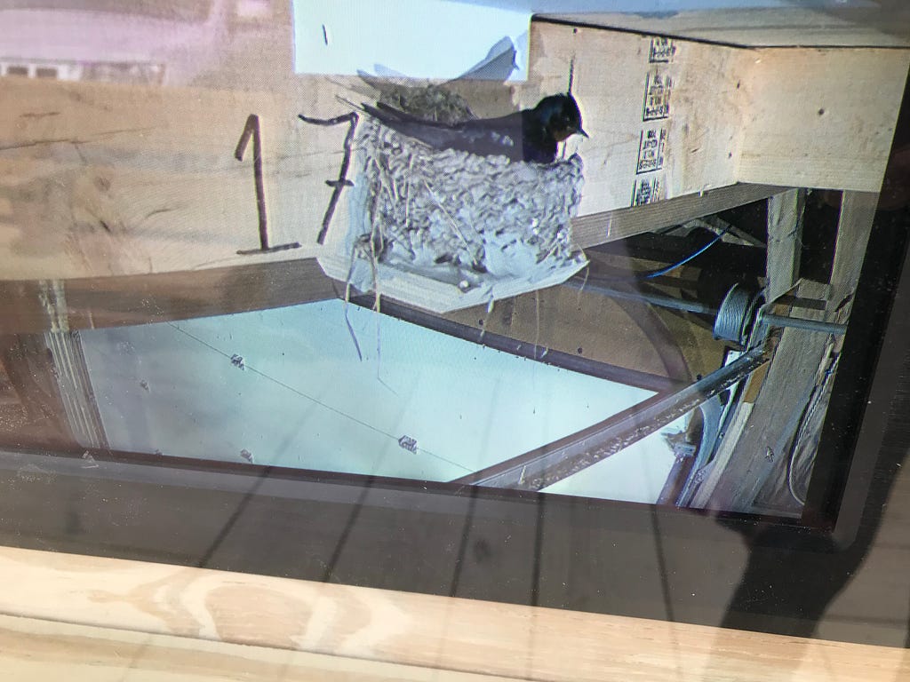 A video screen shows a blue bird sitting in a nest in the rafters of a building