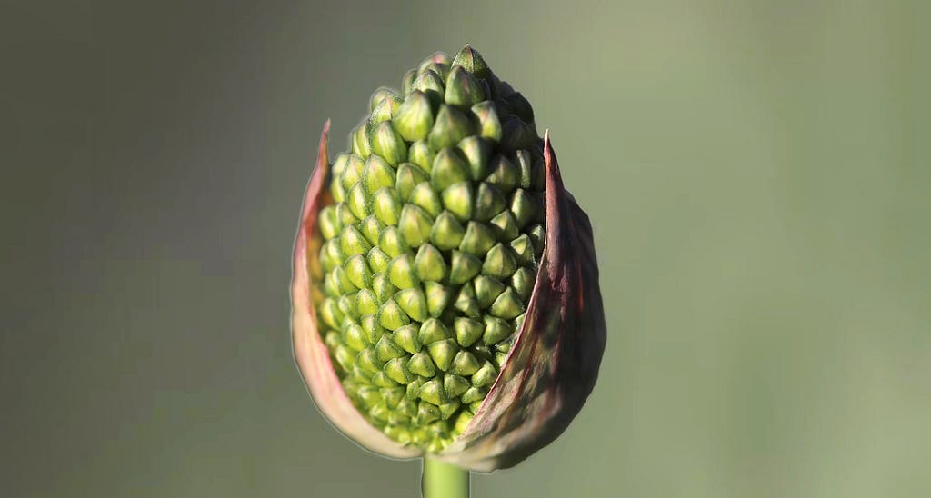 Artichokes are an ancient plant from the Mediterranean. They represent hope.