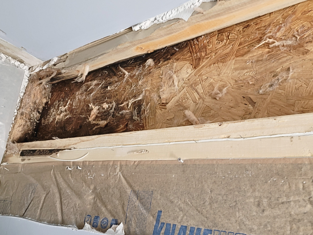Roof Leak Leading to mold growth on osb sheathing in need of chemical mold remediation