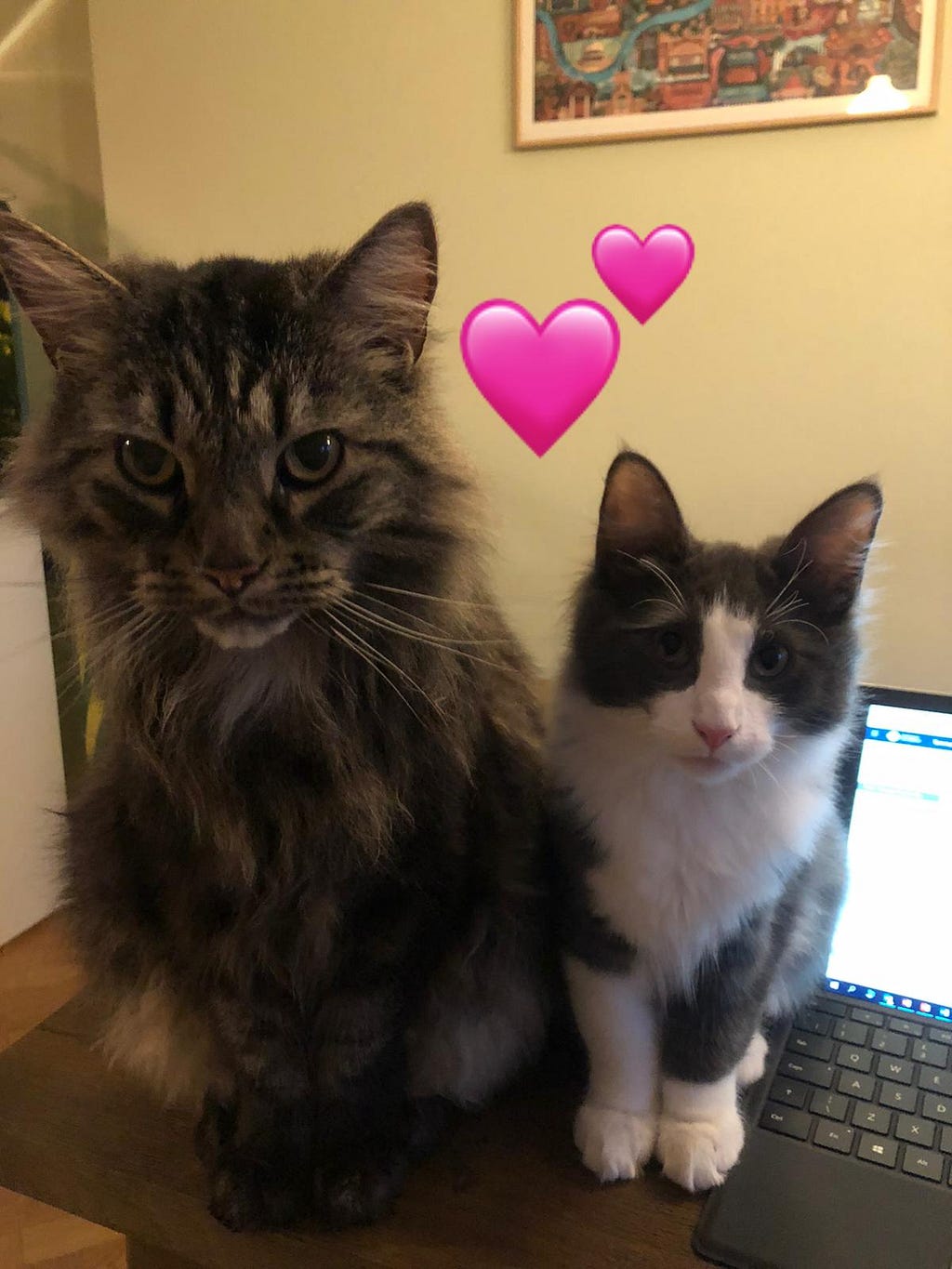 Two cats sitting next two each other on a desk