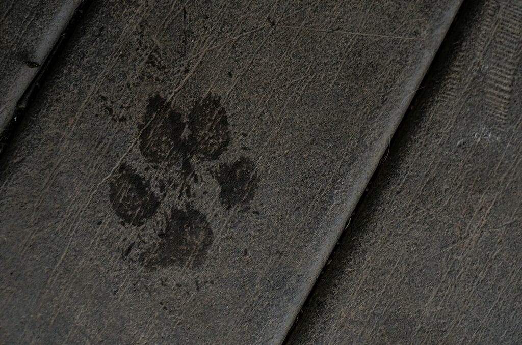 Closeup dark photo of wet dog paw print on charcoal colored wooden deck. Photo by Erika Fletcher sourced from Unsplash.