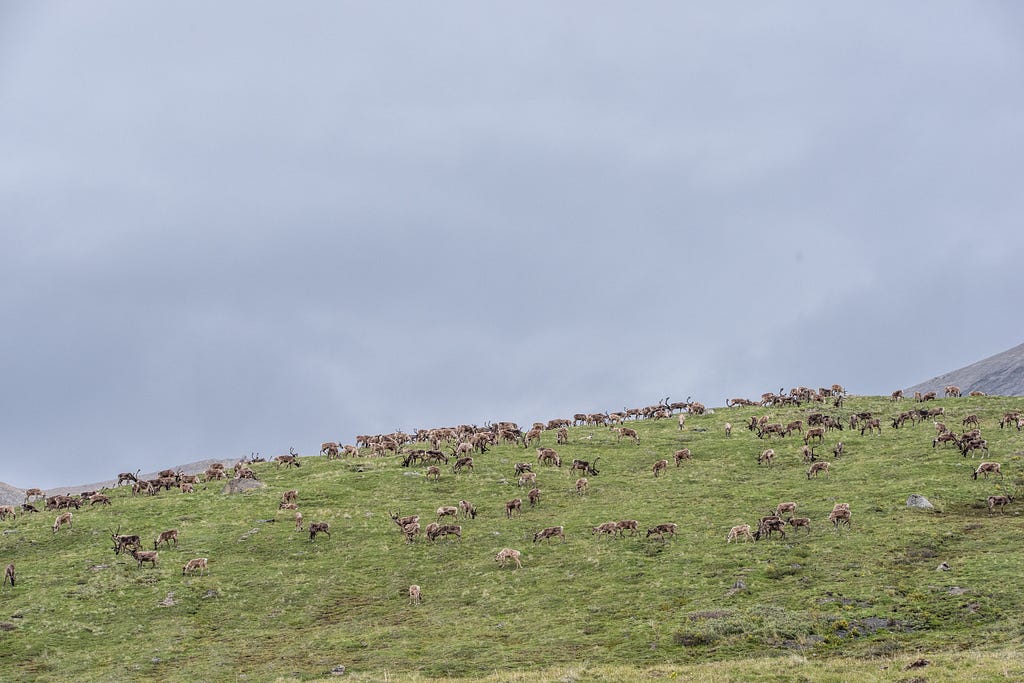A large herd of caribou in green hills from far away.