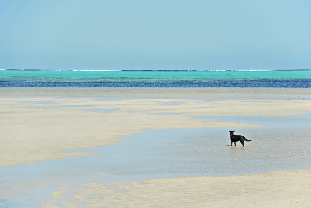 A lone dog standing on the beach at low tide