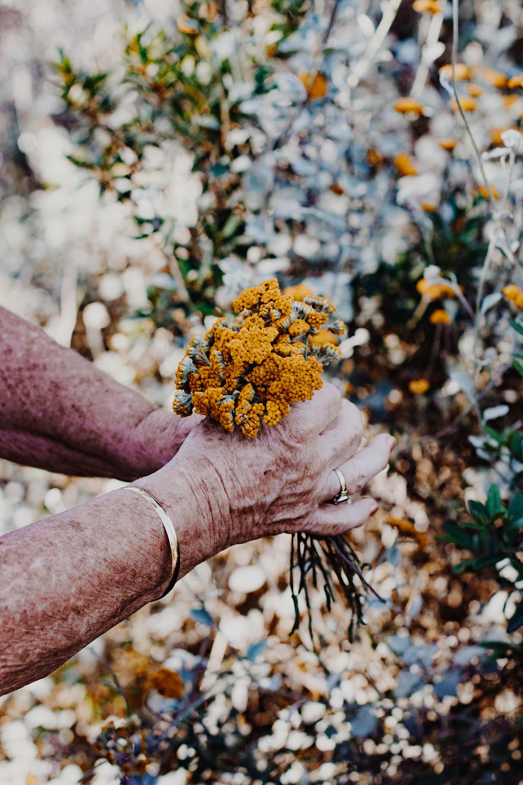 Senior hands holding flowers outdoors