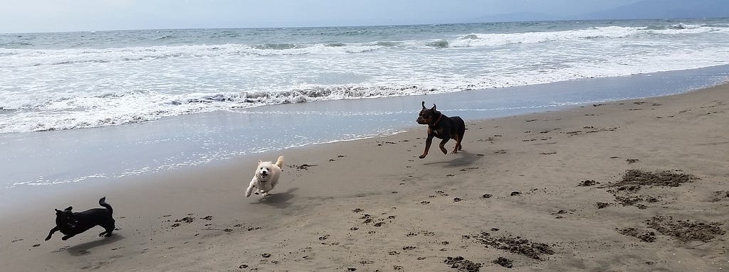 Our dogs running on the shoreline at Ocean Beach