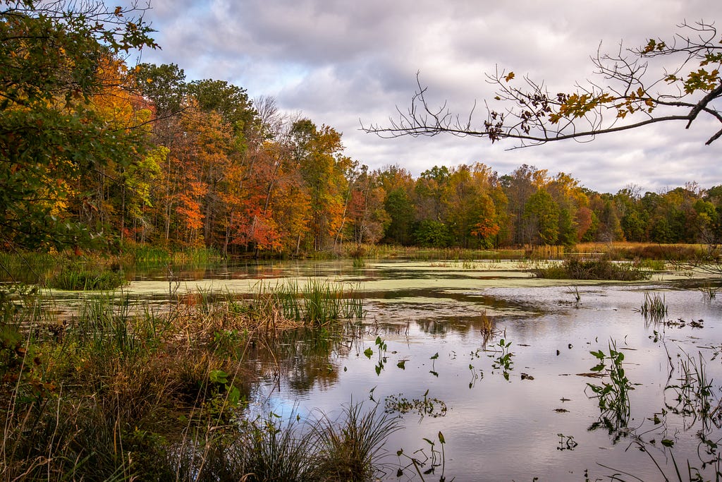 A serene lake with fall foliage surrounding the water.