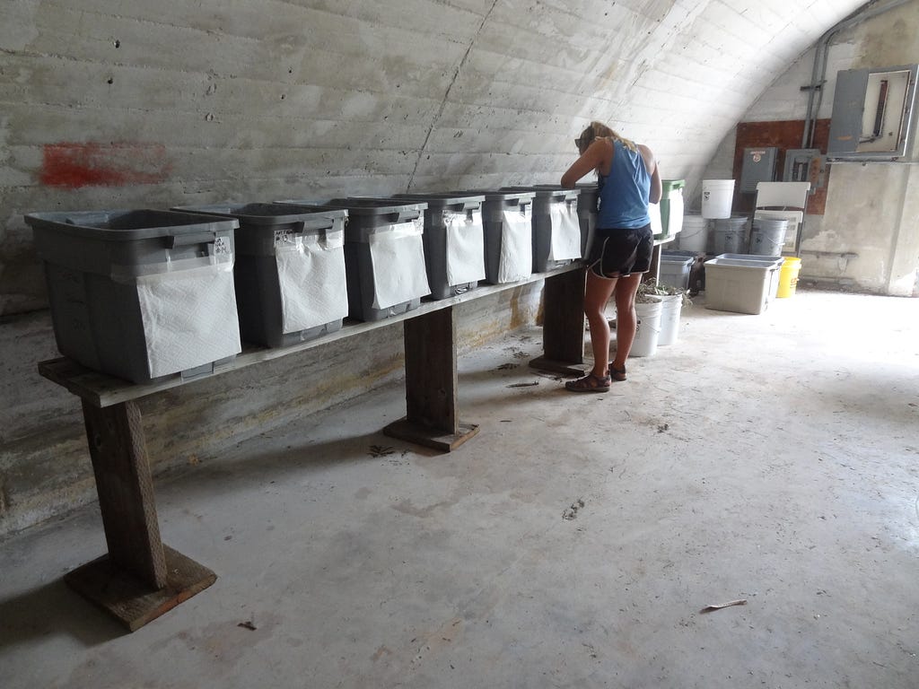 Volunteer inside bunker where an experimental ant farm is set up inside plastic tubs.