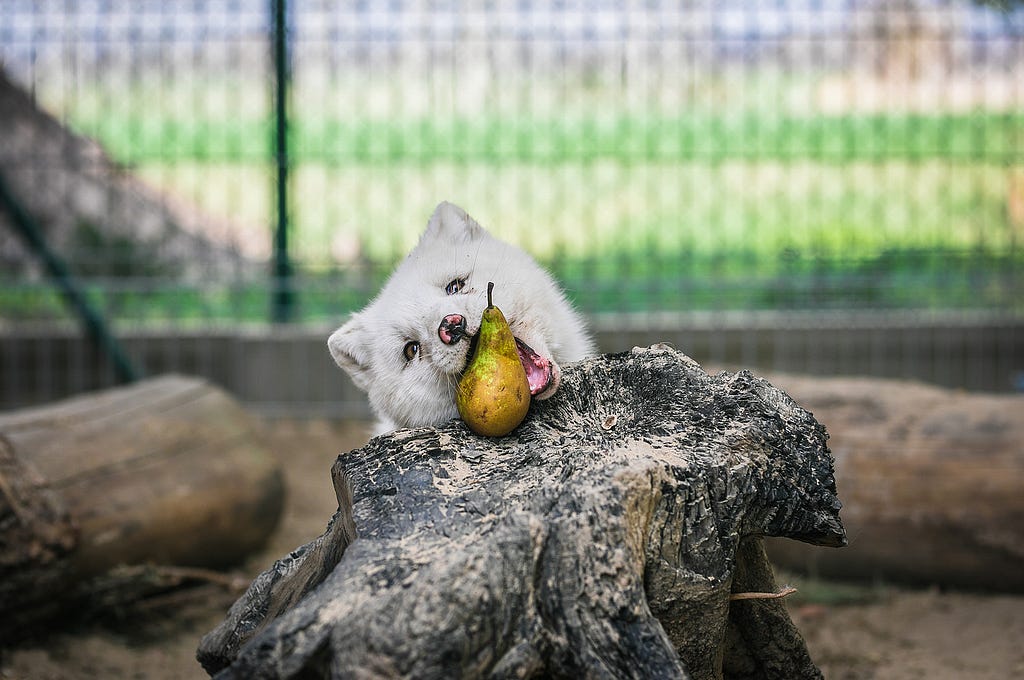 Rescued arctic fox Maciek takes a bite of his first-ever pear at a Polish animal sanctuary after being saved from the fur industry by the animal advocacy organization Open Cages (Otwarte Klatki). Maciek was discovered on a fox fur farm in Karski, Poland, with an irreparable open fracture on his left hind paw, resulting in the amputation of his injured limb and adaptation to life on three legs using his bent tail as a balancing aid. Maciek now resides at the sanctuary in a shared enclosure with v