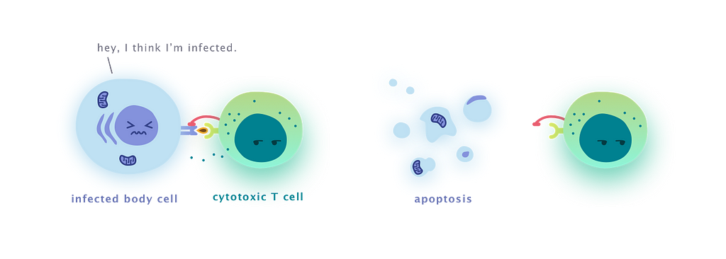 Cytotoxic T cell inspects the pathogen fragment on infected body cell, then releases cytotoxic chemicals to cause apoptosis.