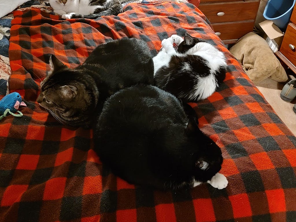 Gus, Bootsie, and Bandit make a triangle, butts together, as they sleep on our bed