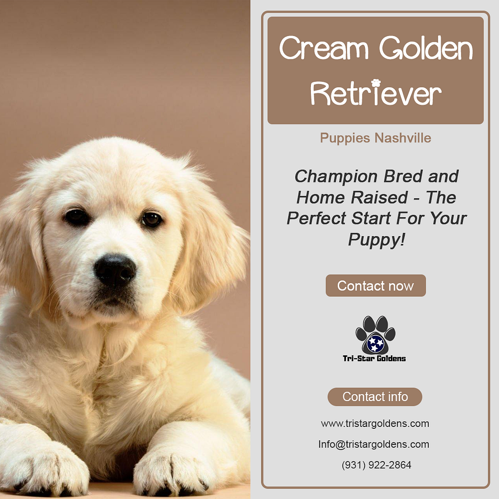 Cream Golden Retriever Puppies Nashville