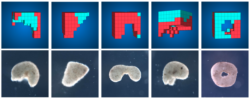 An image showing five of the blueprints built using stem cells taken from early frog embryos.