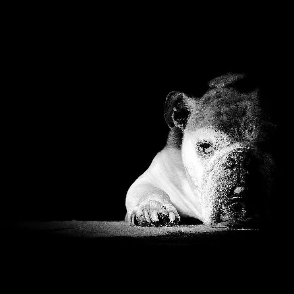black and white image of a english bulldog laying on the ground with sunlight on one side