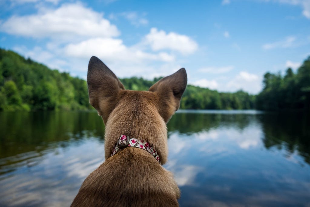 A dog staring across a wooded lake, photographed from behind.