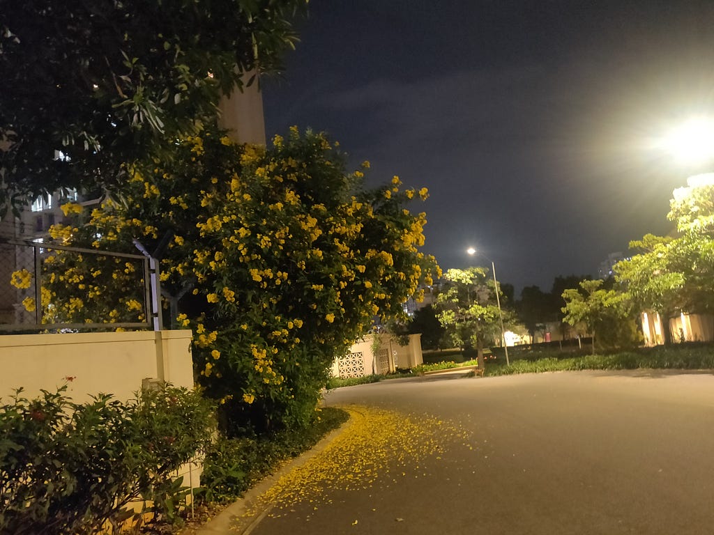 In the image, there is a turning road bordered by numerous plants on both sides. The night sky provides the backdrop. Alongside the road, there is a prominent flower plant. Its dull yellow flowers have fallen onto the road, creating a small carpet of petals. Above, on the trees, there are other vibrant yellow flowers still in bloom.