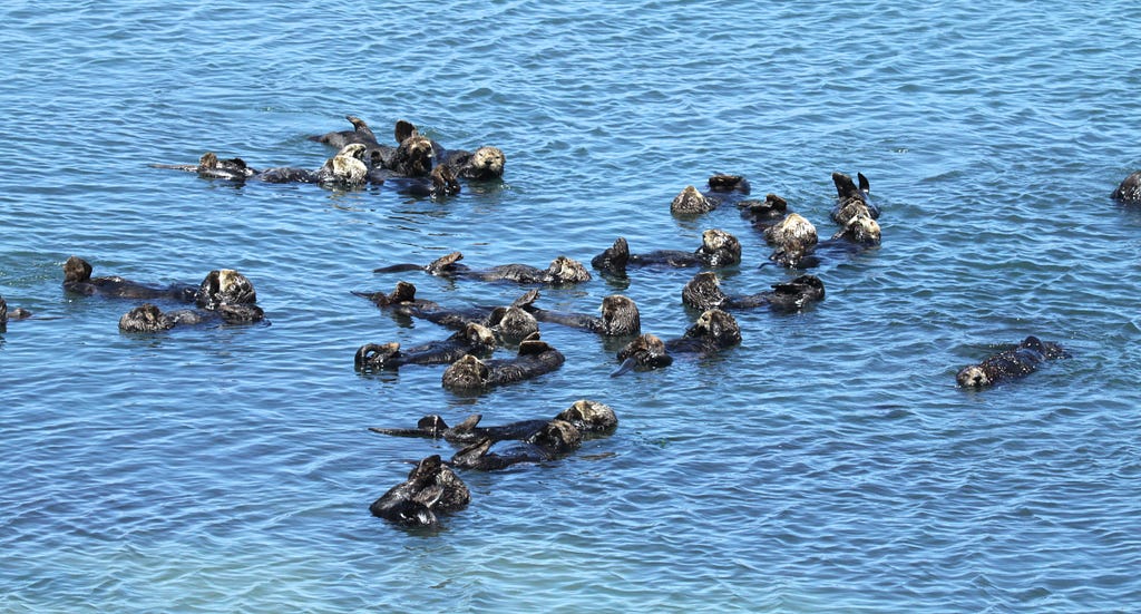 A large group of sea otters floating in the water
