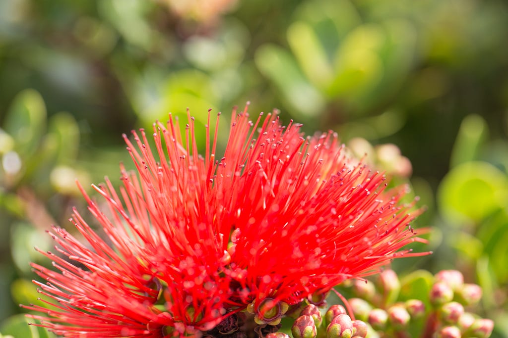 Macro shot of a bright red ʻōhiʻa (Metrosideros polymorpha) lehua blossom, with green leaves and other red lehua buds.