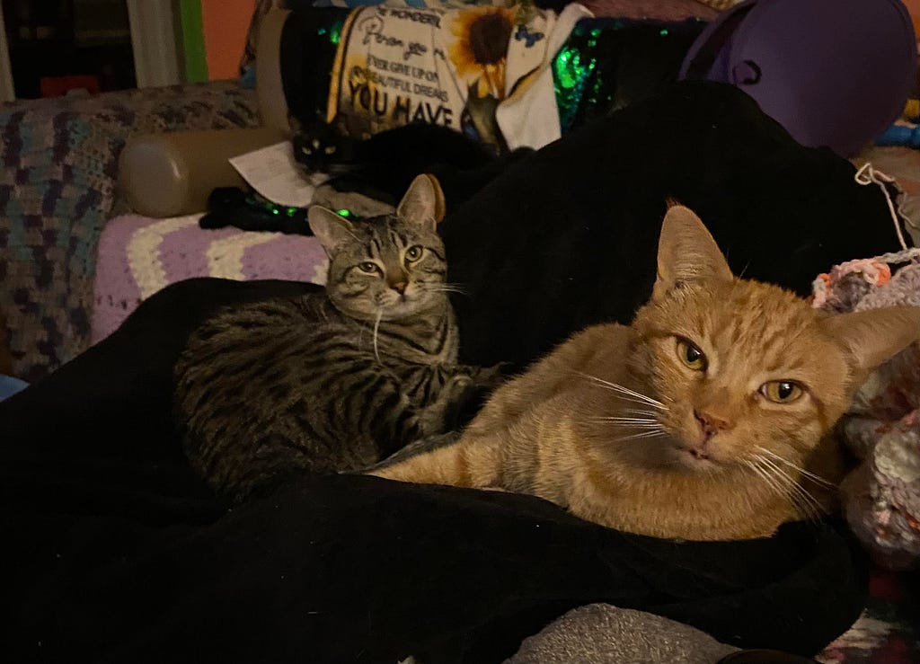 A picture of all our grandkitties. Elvis, the tuxie, is in the background, grey tabby Fredo is in the center, and orange tabby Bouy is front and center