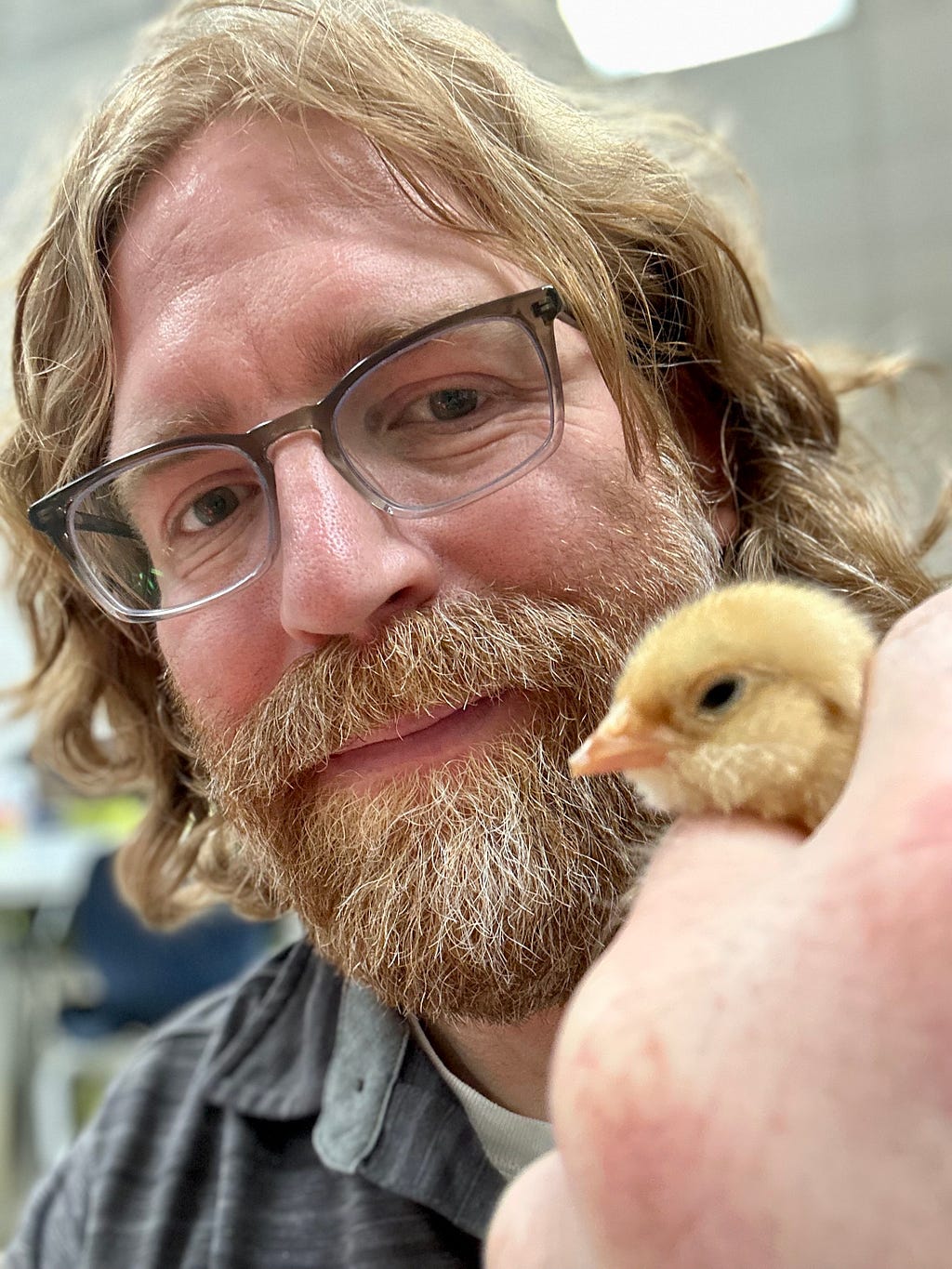 Selfie of a man with shoulder-length red hair and a beard, with a smattering of white hairs throughout. He is wearing brown glasses and looking at his hand, which is in the foreground of the camera. In his hand is a baby chicken, with only its fluffy yellow head visible. The background is a blurred classroom.