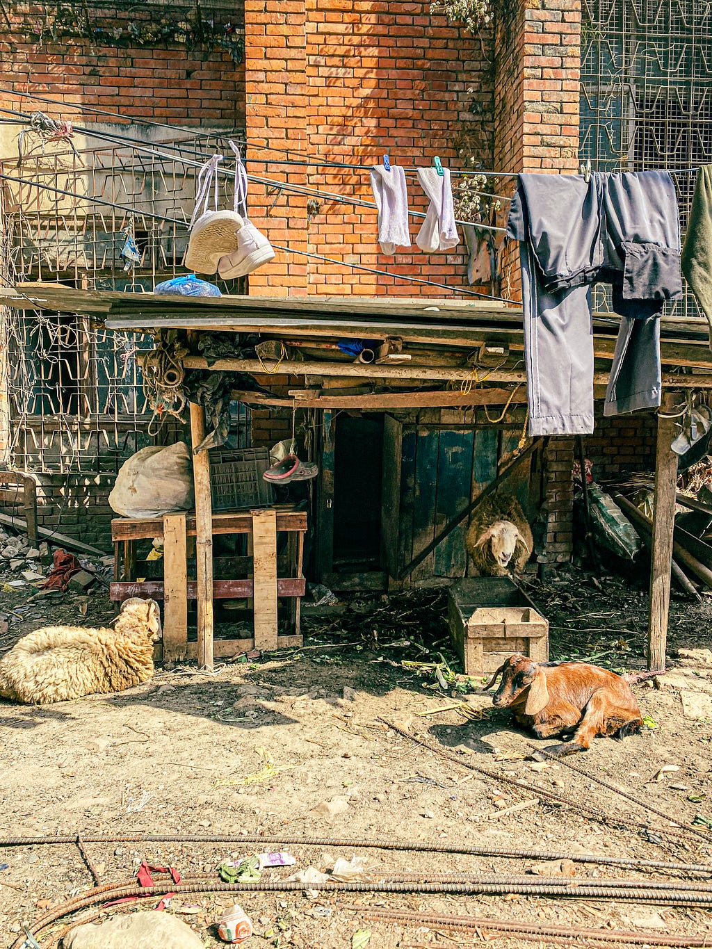 The goats and sheep of Kathmandu. Photo by Author