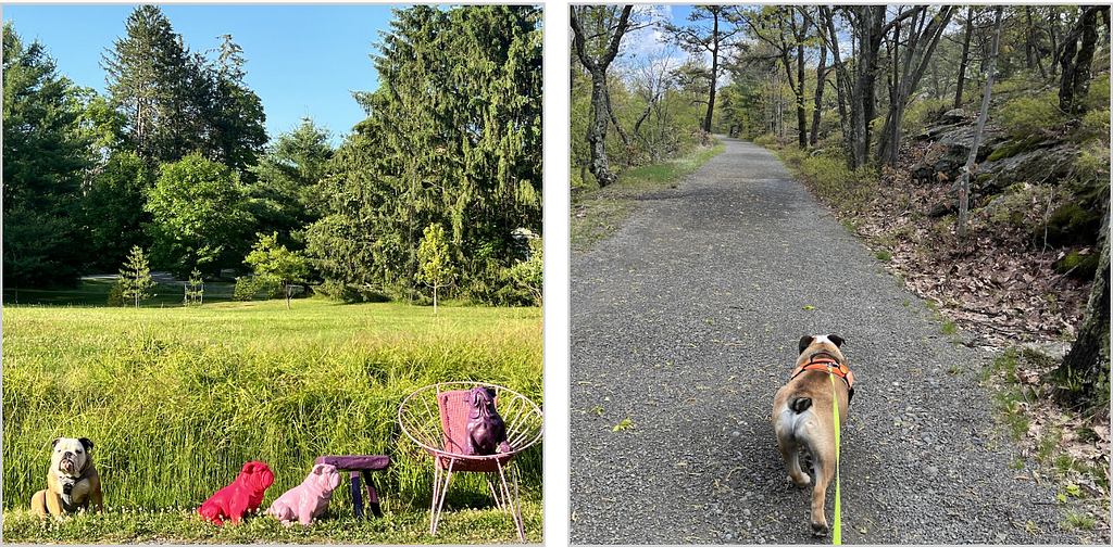 Oliver the dog AR Studio Hudson Valley NY