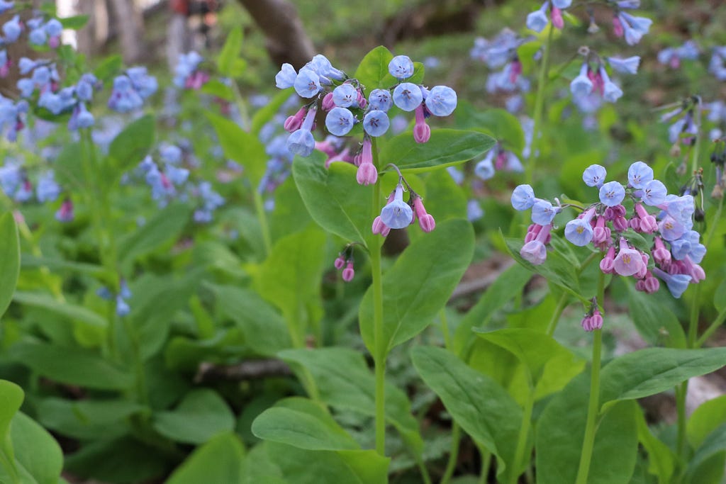 Virginia bluebells (Mertensia virginica) are a sign of spring at the National Conservation Training Center.