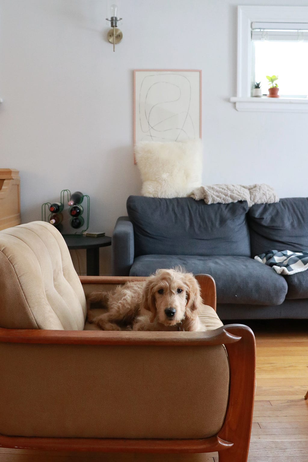 A goldendoodle puppy lying on an armchair, looking straight ahead with a grey sofa in the background.