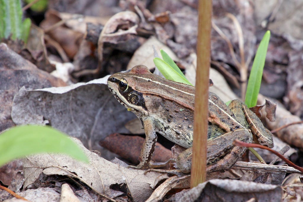 Small tan frog with black horizontal stripe on its head blends into the leaf litter