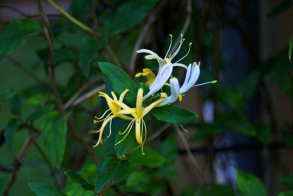 How to care Honeysuckle problems?